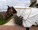Derka Kentucky Sweet Itch Fly & Summer Sheet Comfort