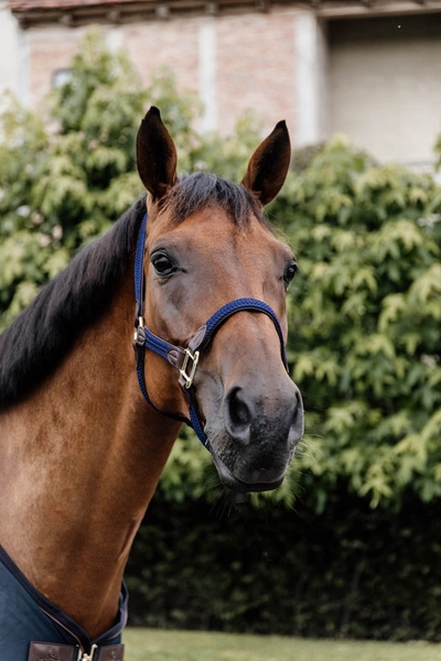 Kentucky kantar pleciony - granatowy