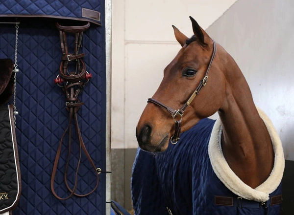 Kentucky skórzany kantar typu "Grooming"