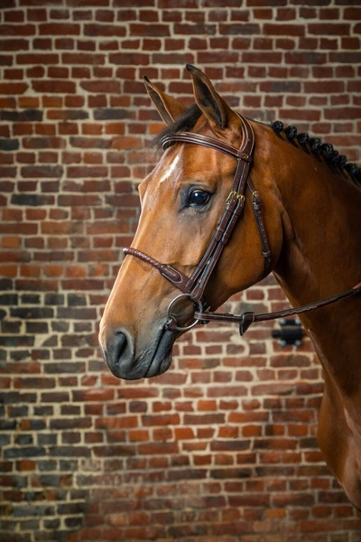 Ogłowie Dy'on ze skórzanym sznurkowym nachrapnikiem angielskim D Collection - brązowe