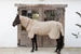 Derka Kentucky Mesh Fly Rug Comfort 
