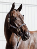 Kentucky kantar Pearls - srebrny