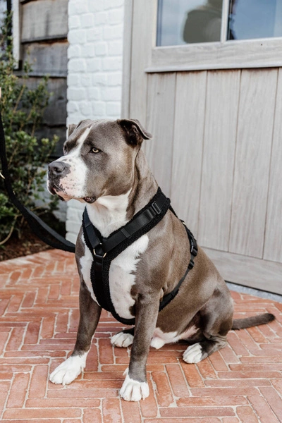 Szelki dla psa Kentucky Active Teddy Fleece- czarne