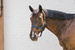 Kentucky kantar Nylon Halter Breakaway - granatowy