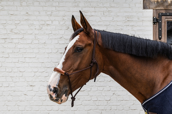Kantar sznurkowy Kentucky Grooming Deluxe - brązowy