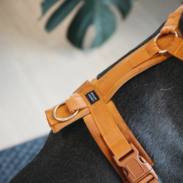 Szelki dla psa Kentucky Active Velvet - pomarańczowe