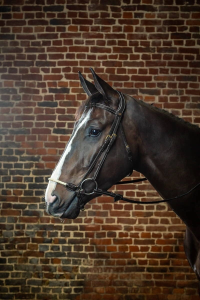 Ogłowie Dy'on ze sznurkowym nachrapnikiem hanowerskim D Collection