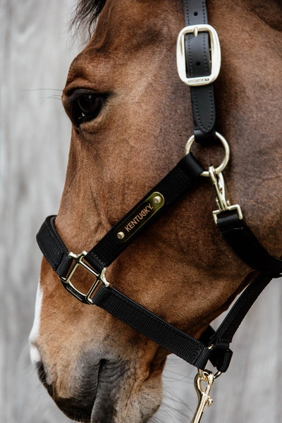 Kentucky kantar Nylon Anatomic - czarny