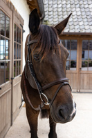 Ogłowie Dy'on New English Flash Noseband Bridle - Soft Collection - brązowe