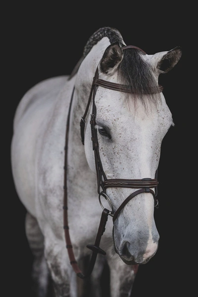 Ogłowie Equiline z przeszyciami BJ301 - brązowe