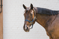 Kentucky kantar Nylon Halter Breakaway - granatowy