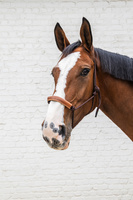Kantar sznurkowy Kentucky Grooming Deluxe - brązowy