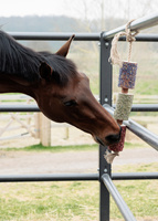 Kentucky gryzak dla koni Relax Horse Toy - freedom
