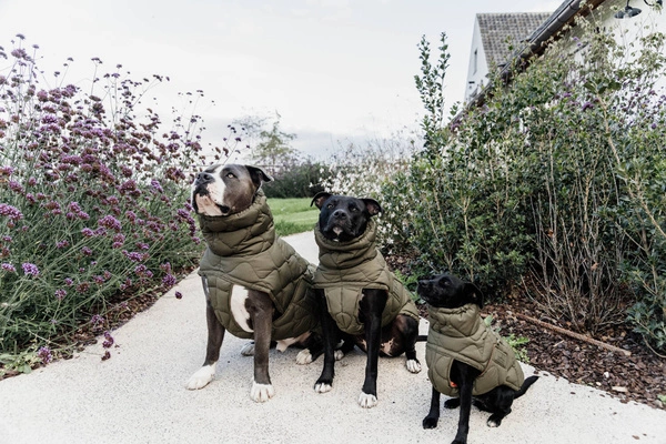 Kentucky derka dla psa Winter Pina - zielona