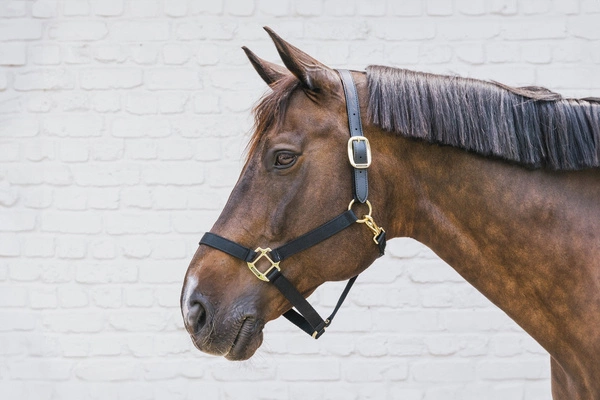 Kentucky kantar Nylon Halter Breakaway - czarny