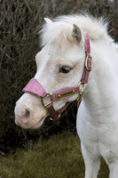  Kentucky kantar anatomiczny Velvet Unicorn Glitter - pudrowy róż