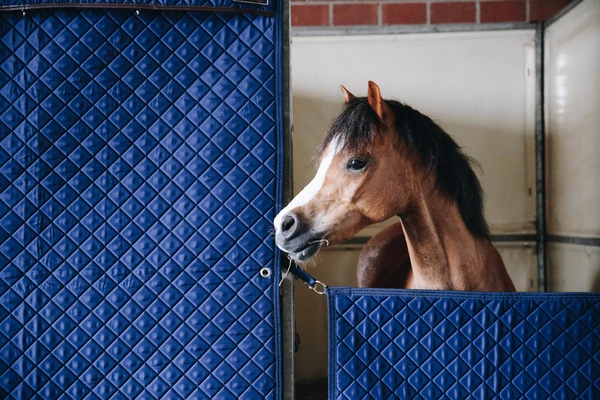 Kentucky bramka na boks - granatowa