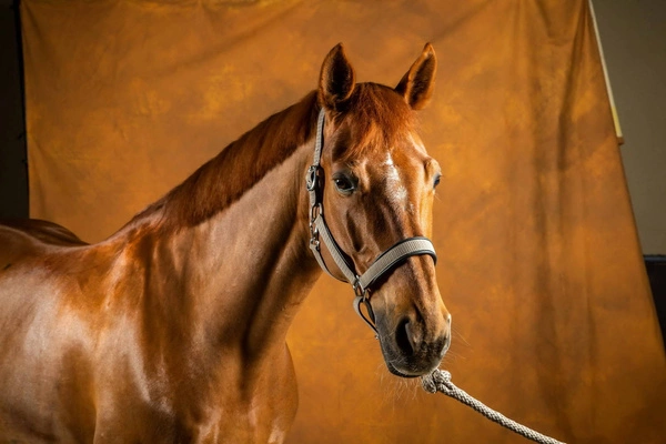 Dy'on kantar Nubuck - szary