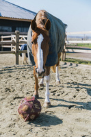 Kentucky elastyczna piłka na siano Relax Horse Play & Hay Ball - bordowa
