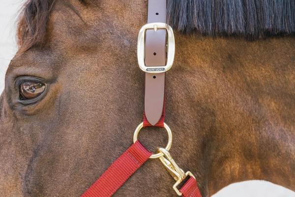 Kentucky kantar Nylon Halter Breakaway - bordowy
