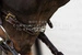 Dy'on łańcuszek do Hackamore Chain 5/8" D Collection - brązowy
