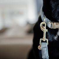 Obroża Kentucky Collar Wool - błękitna
