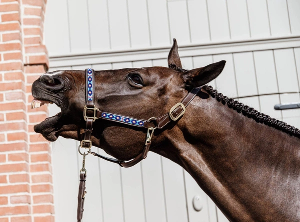 Kentucky kantar Pearls - niebieski