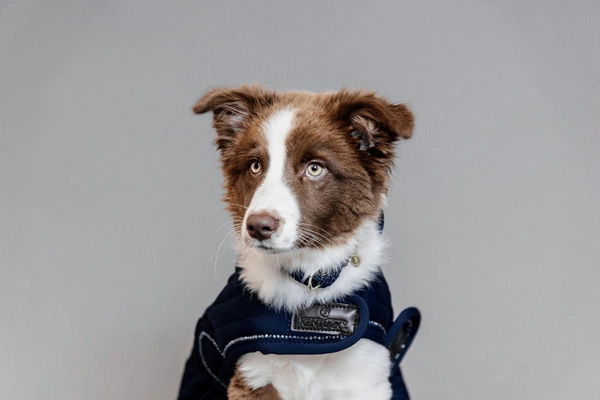 Kentucky derka dla psa Pearls - granatowa