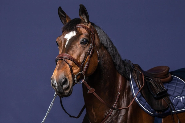 Anatomiczne ogłowie Dy'on z nachrapnikiem angielskim New English - brązowe