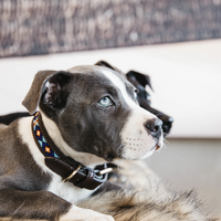Obroża Kentucky Handmade Pearls - niebieska