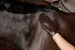 Gumowa rękawica do pielęgnacji - Kentucky Grooming Deluxe- brązowa