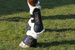 Kentucky Sheepskin Air Tendon - czarne