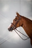 Ogłowie Dy'on Cavesson z szerokim nachrapnikiem angielskim US Hunter