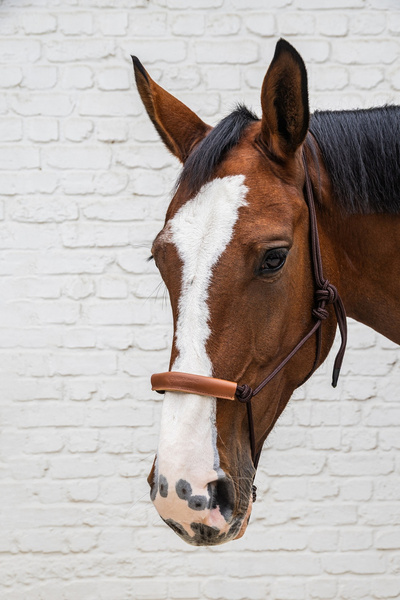 Kantar sznurkowy Kentucky Grooming Deluxe - brązowy