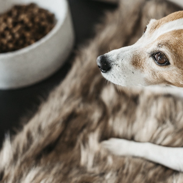 Granitowa miska dla psa Kentucky duża