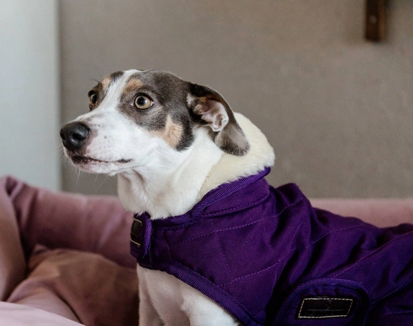 Kentucky derka dla psa Original - fioletowa