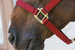 Kentucky kantar Nylon Halter Breakaway - bordowy