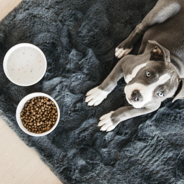 Bambusowa miska dla psa Kentucky mała - biała