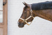 Kentucky kantar Nylon Halter Breakaway - beżowy