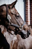 Kentucky kantar Pearls - srebrny