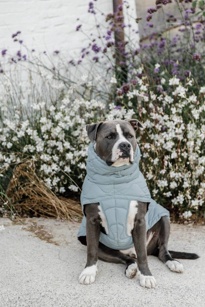 Kentucky derka dla psa Winter Pina - błękitna