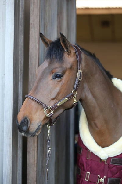 Kentucky skórzany kantar anatomiczny - brązowy