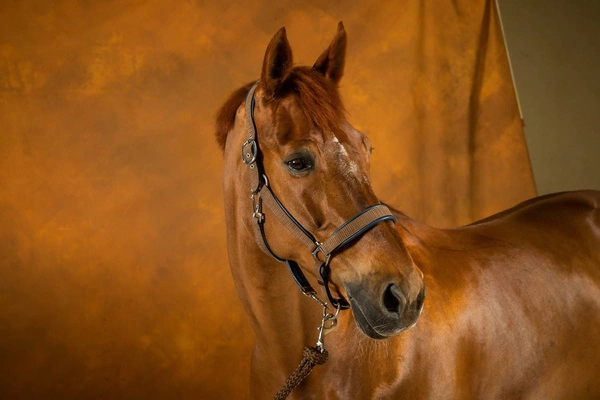 Dy'on kantar Nubuck - brązowy