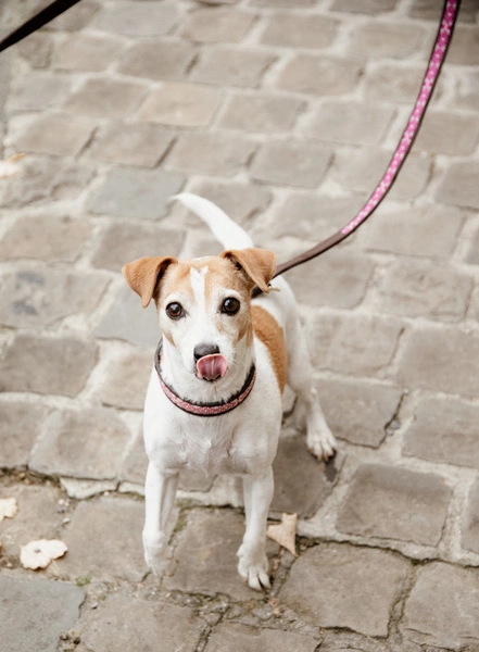 Smycz Kentucky Handmade Pearls 2,5 m - różowa