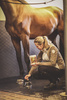 Veredus maść do kopyt Golden Hoof 5 L
