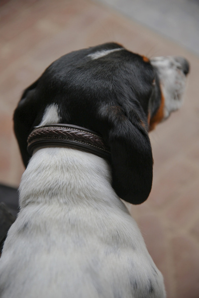 Dy'on obroża Plaited Dog