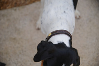 Dy'on obroża Plaited Dog