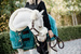  Kentucky kantar Leather Sheepskin 