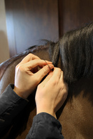 Gumki do grzywy czarne 1500 szt. - Kentucky Grooming Deluxe