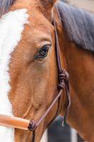 Kantar sznurkowy Kentucky Grooming Deluxe - brązowy